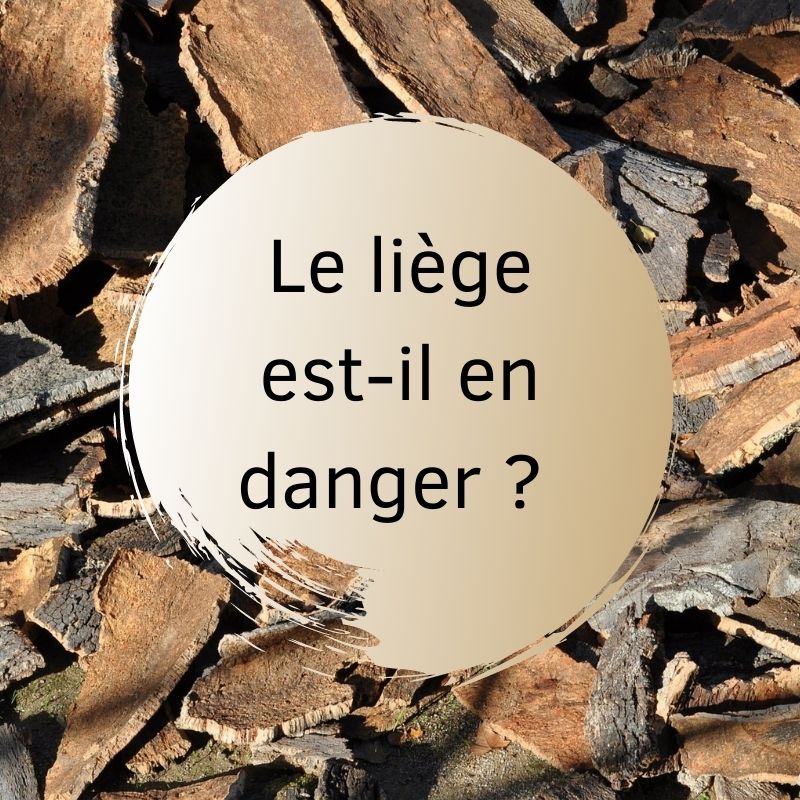 Le liège est-il en danger ?